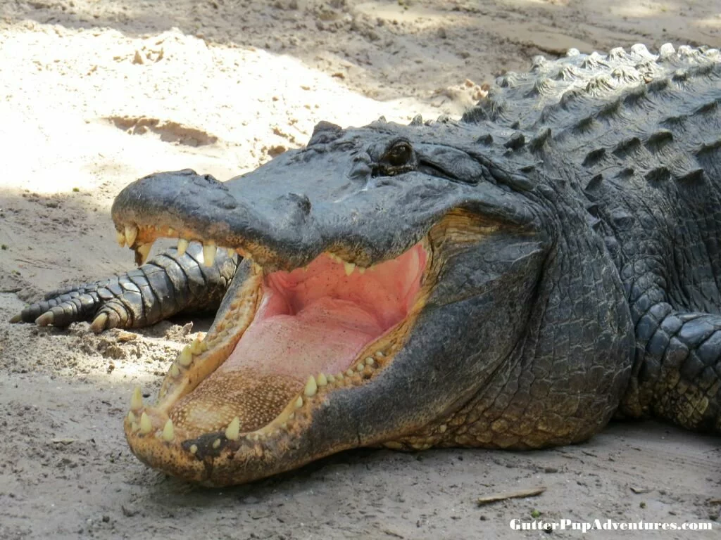 Gator Open Mouth 1