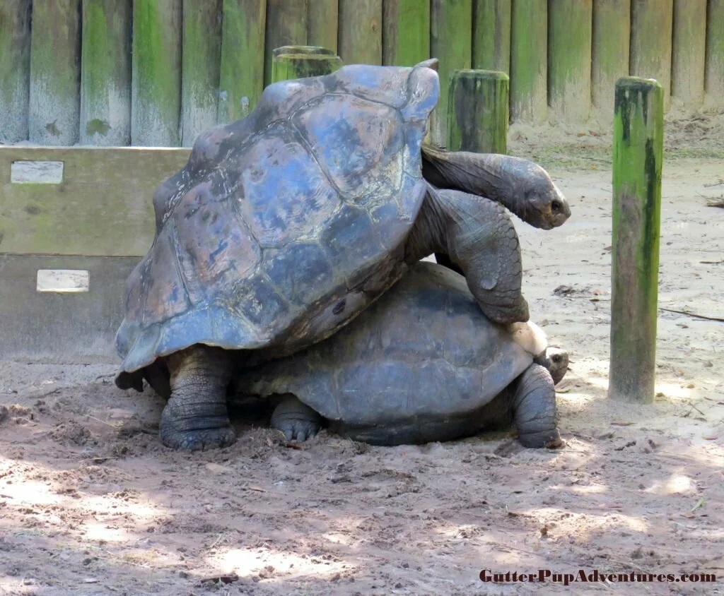 Humping Tortoises
