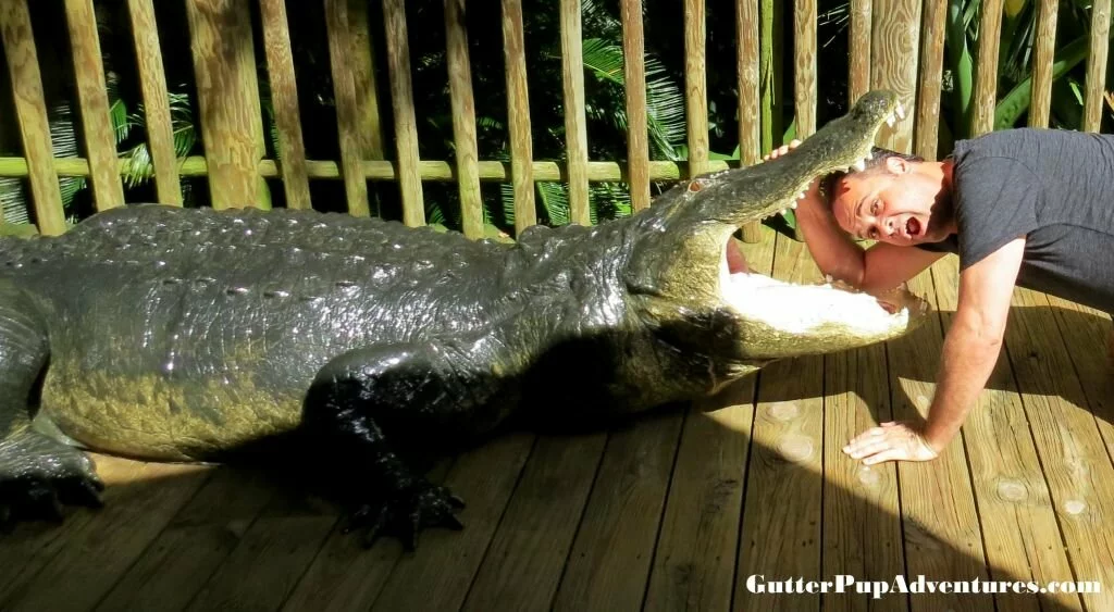 JP getting eaten by Gator